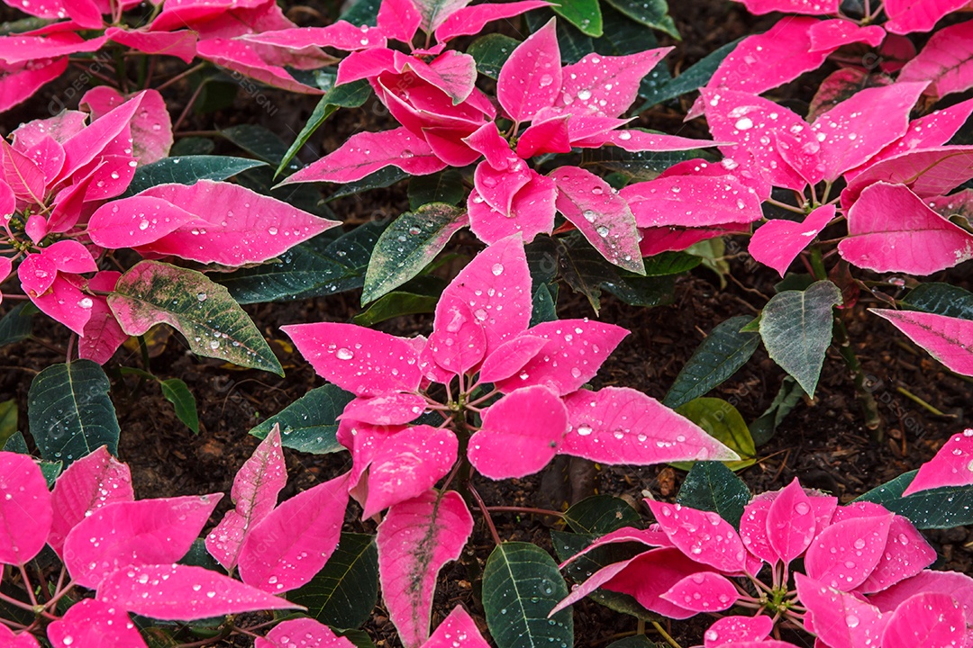 Close-up de um conjunto de poinsétias rosa com pequena flor branca