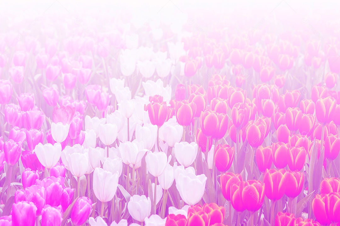 Fundo claro bonito, fundo abstrato da flor