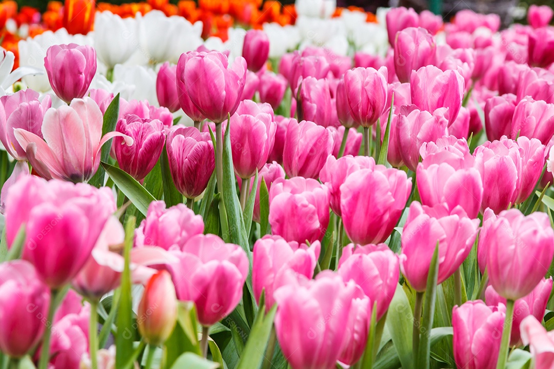 Cor-de-rosa colorida das tulipas no jardim, Tailândia