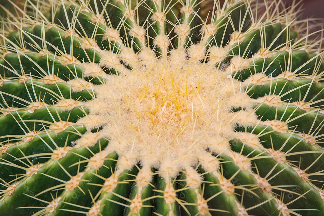 Resumo da planta de cacto verde com espinhos afiados