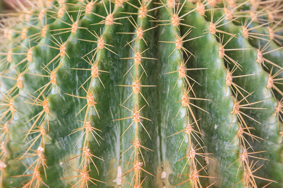 Feche a imagem do cacto