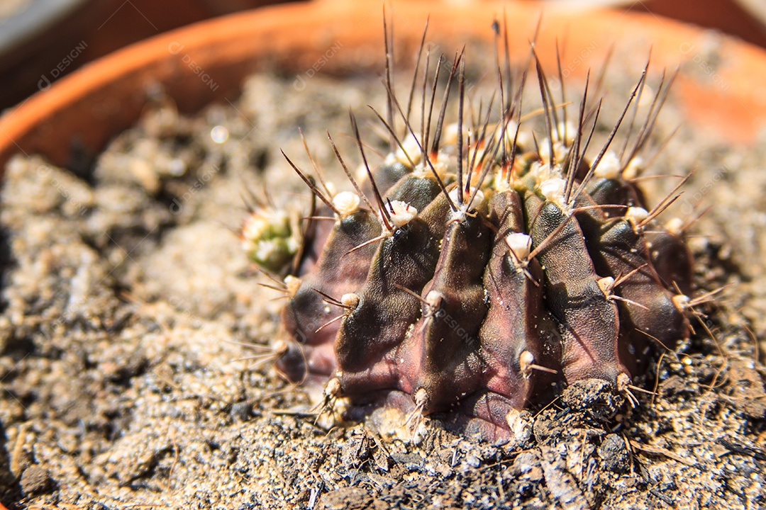 Aproximação da planta de cacto preto com espinhos afiados