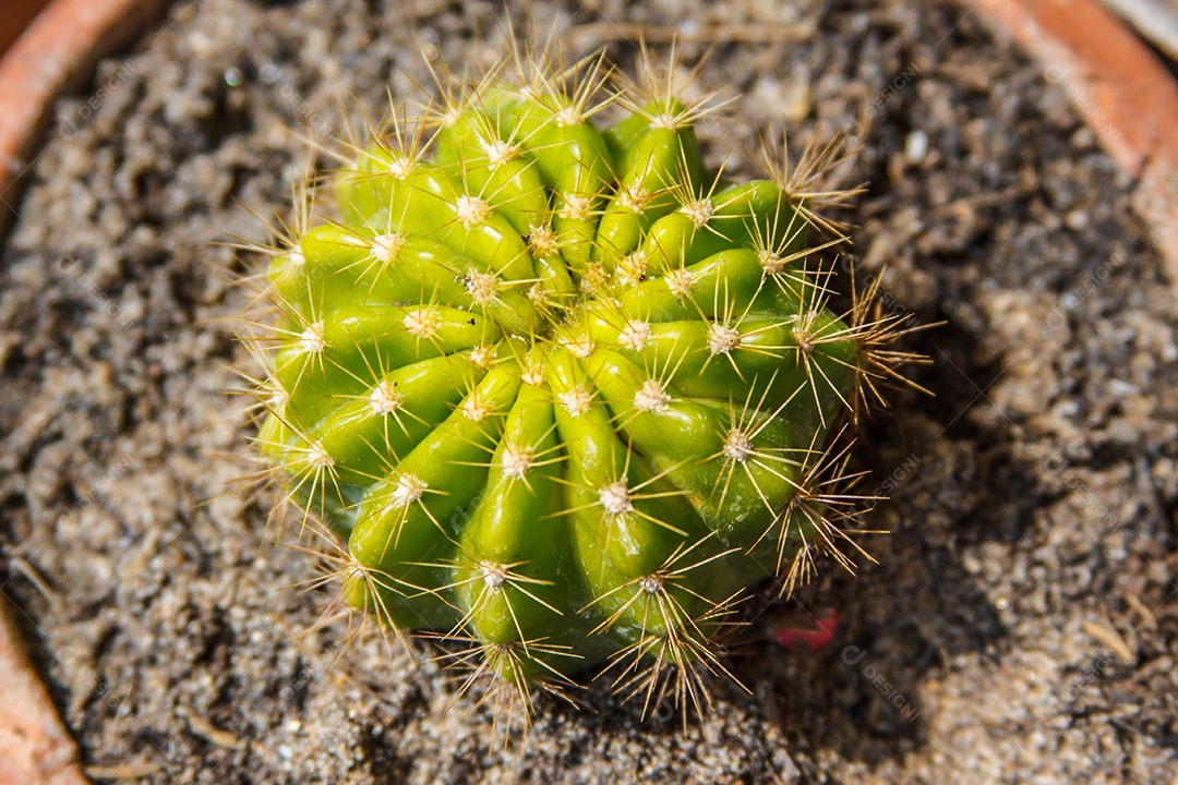 Aproximação da planta de cacto verde com espinhos afiados