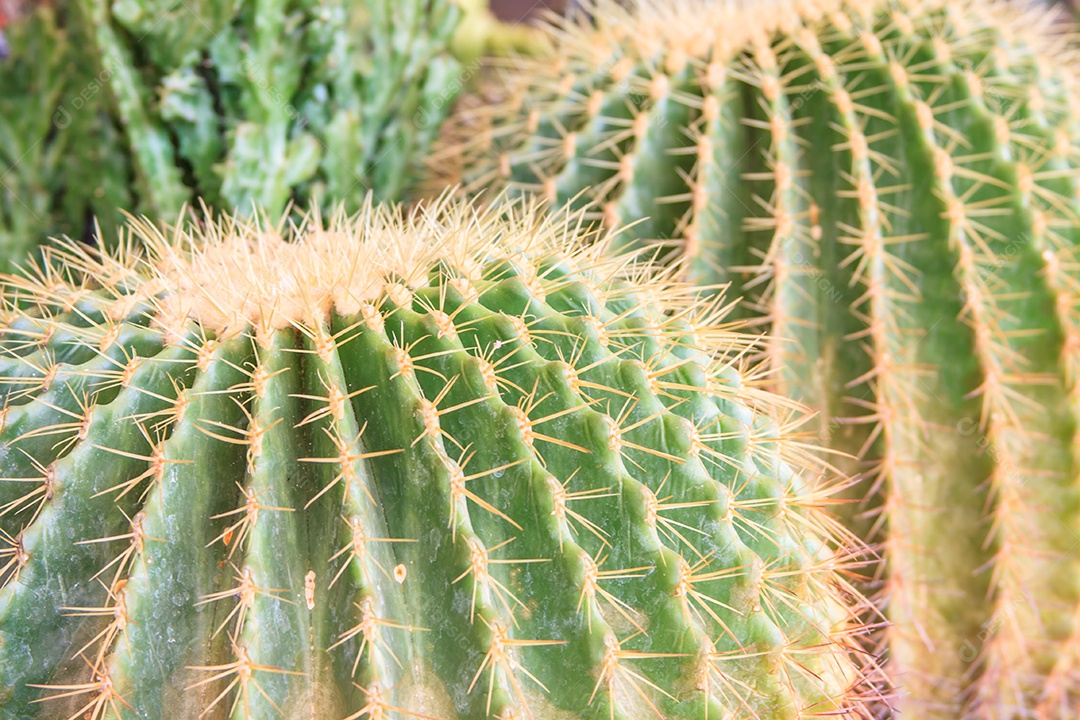 Detalhe da planta de cacto verde