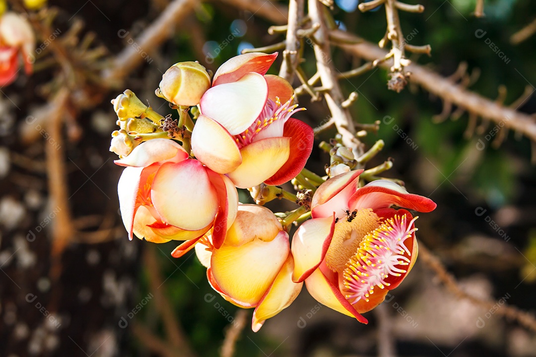 Flor de bala de canhão, a planta na história do budismo