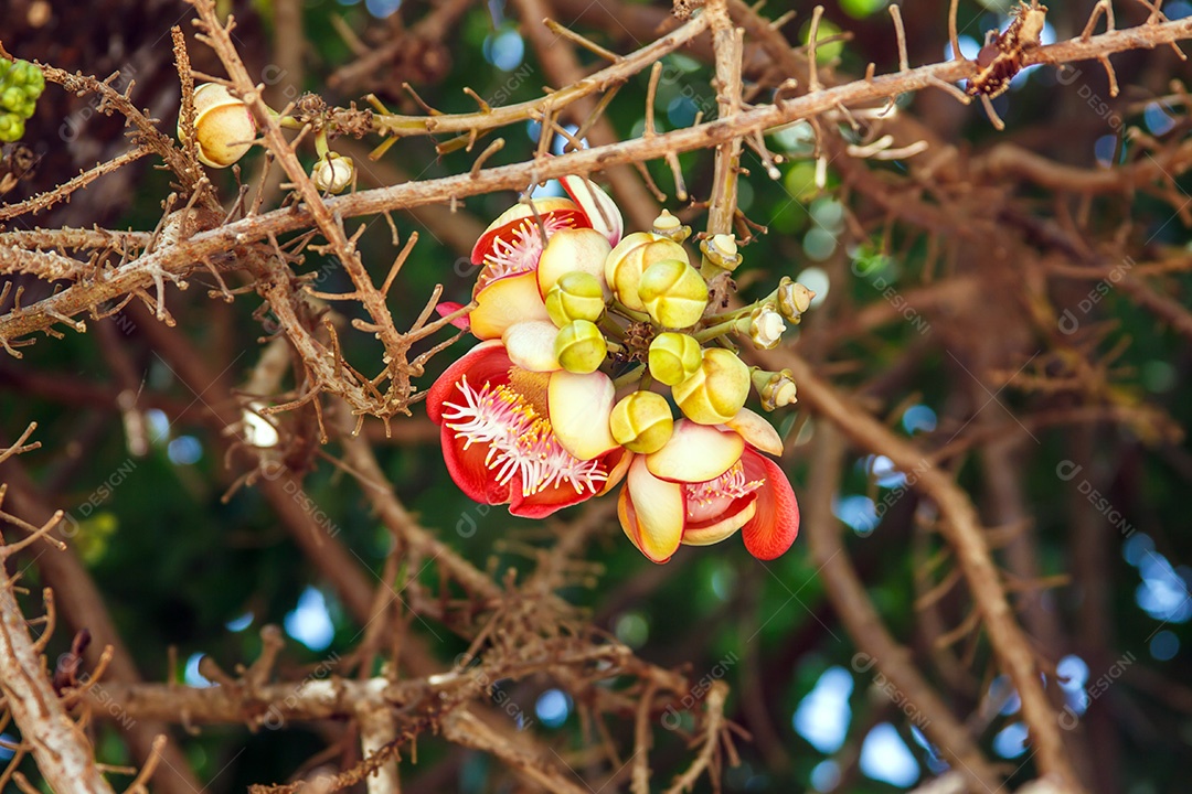 Aproximação da flor da bala de canhão, a planta na história do budismo