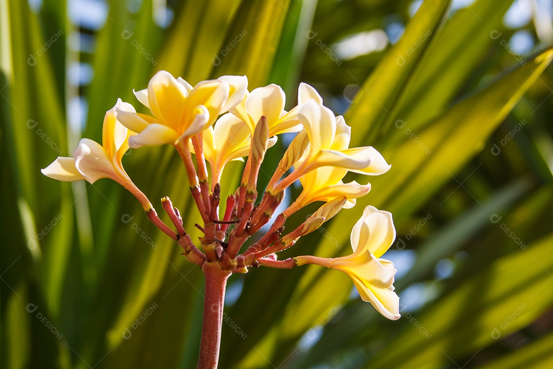 Plumeria flor ou frangipani no jardim