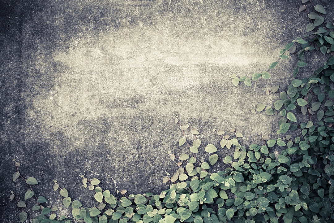 Folhas verdes no conceito de parede