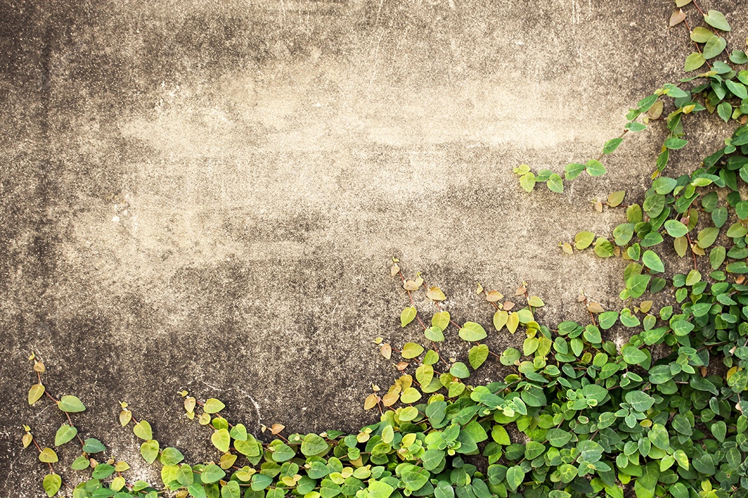 Folhas verdes na parede