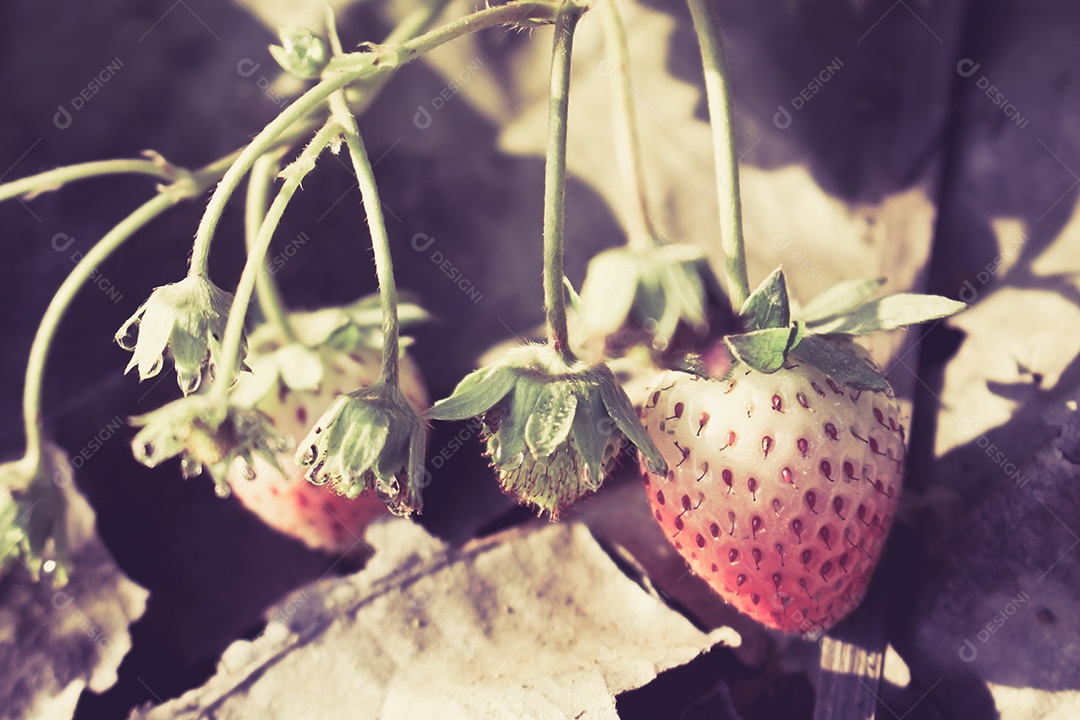 Morangos pequenos crescendo