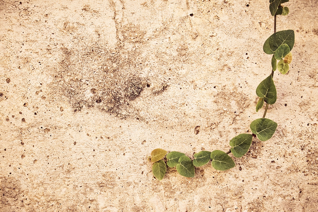 Fundo de parede vintage com videiras