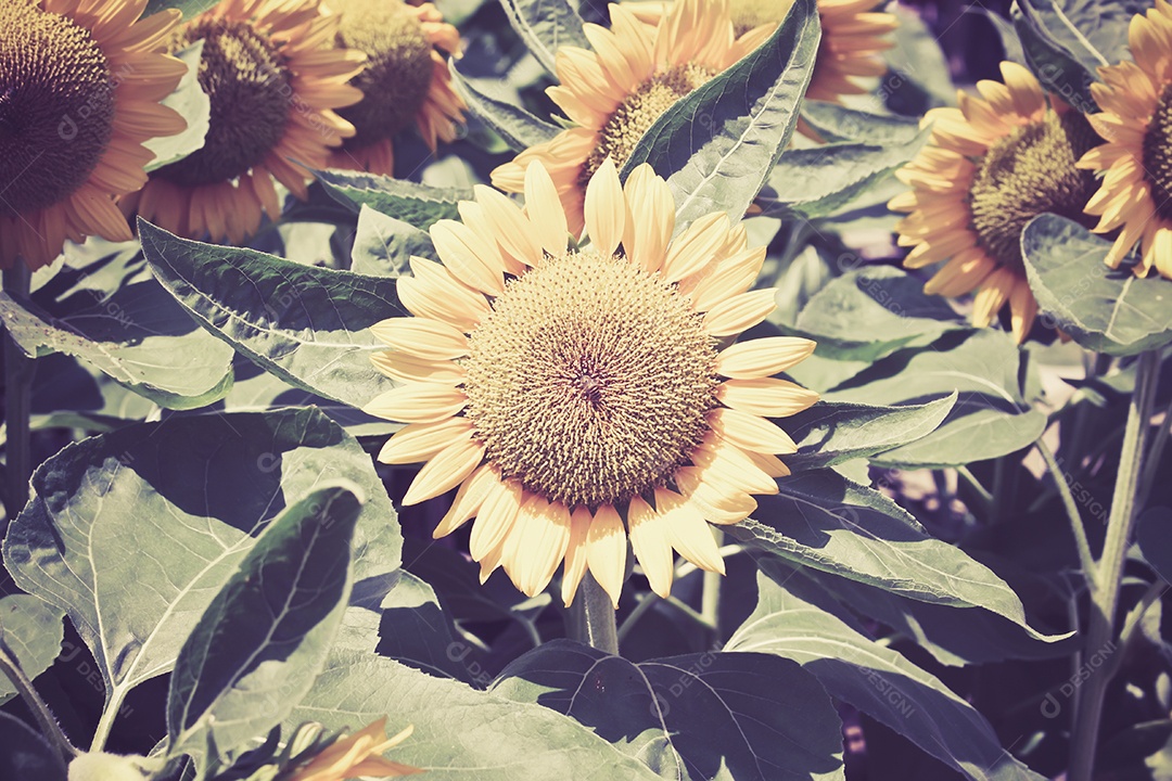 Girassol em campo florido