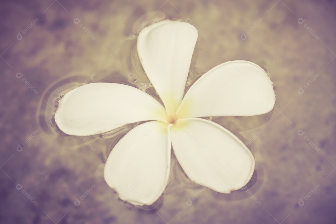 Flor de plumeria branca em fundo de água em preto.