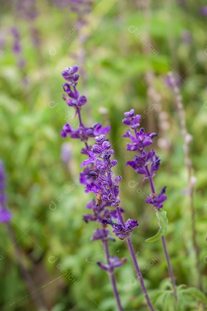 Feche as flores de lavanda