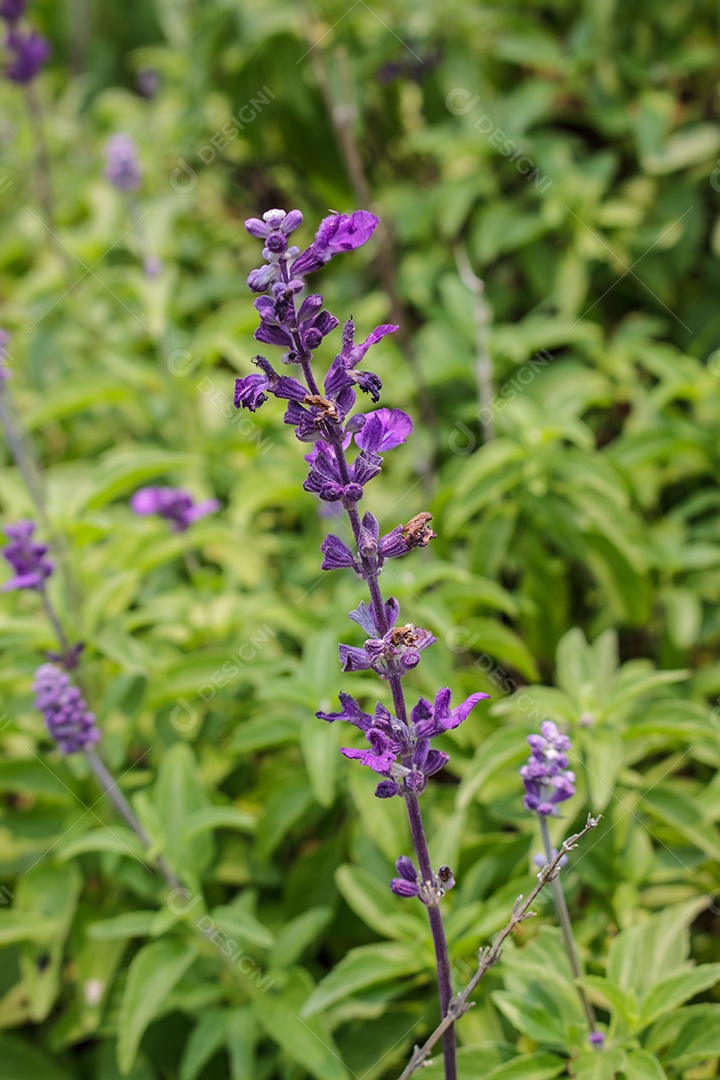 Lavanda florescendo na Tailândia