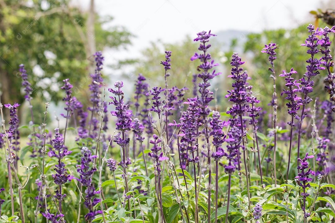 Jardim de lavanda na Tailândia
