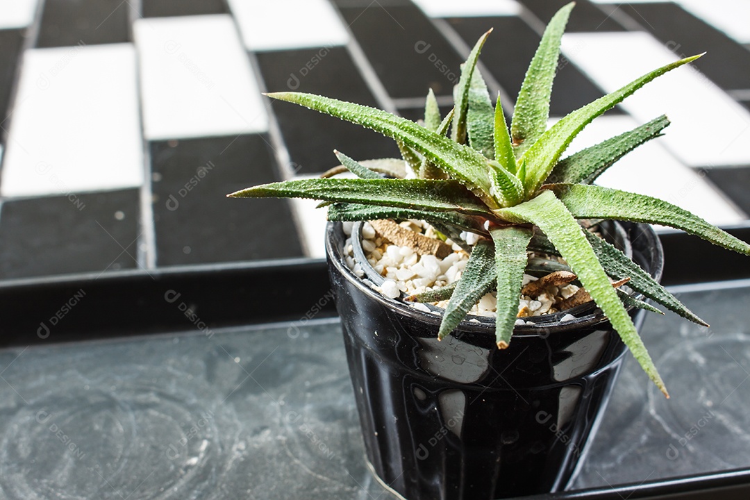 Cactus no fundo da mesa preto e branco