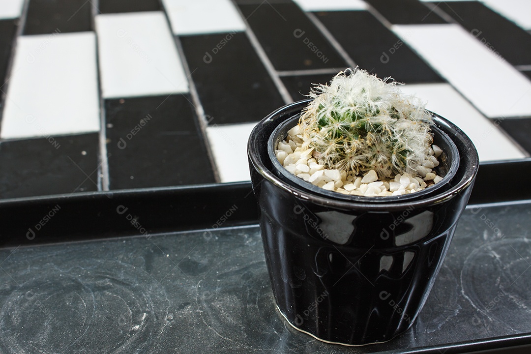 Cactus no fundo da mesa do vaso de flores