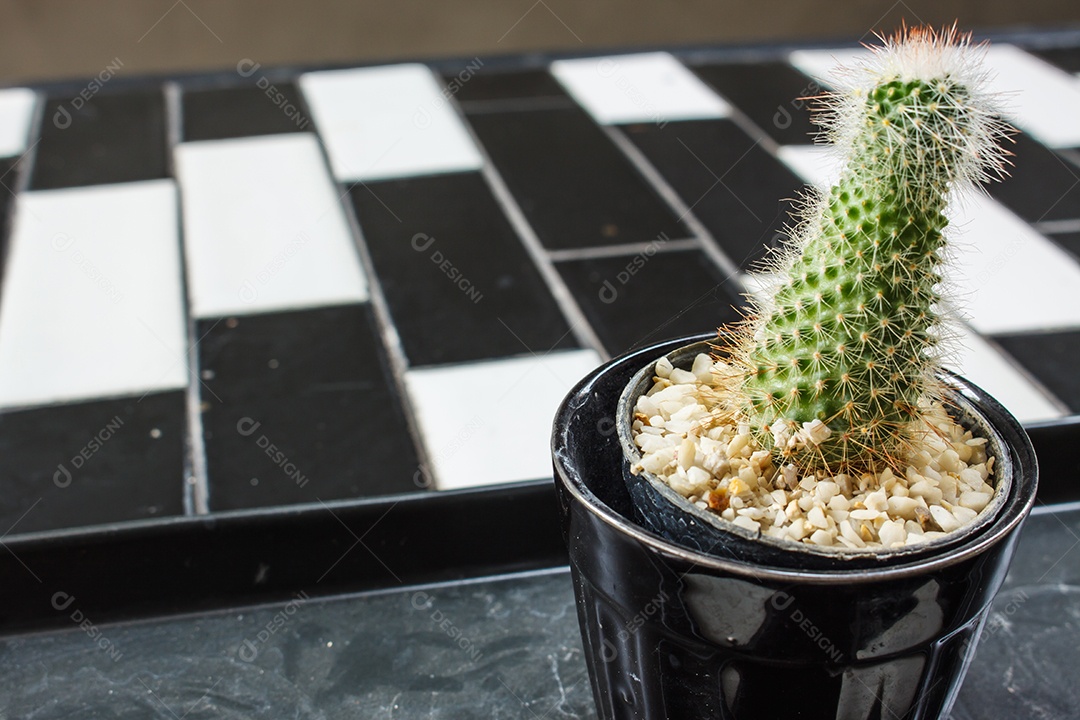 Cactus no vaso de flores, foco seletivo