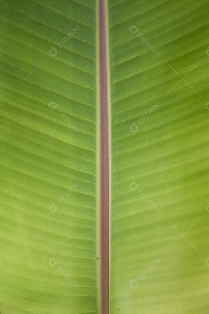 Fundo e textura da folha de bananeira