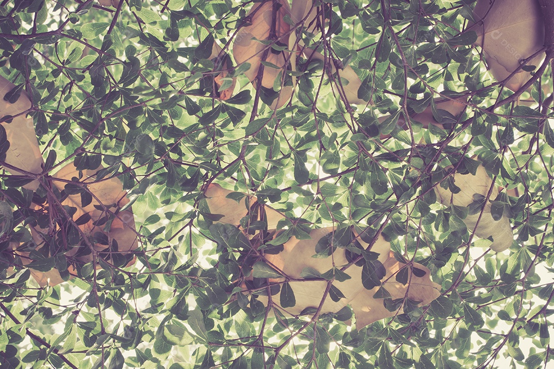 Vista inferior das folhas e fundo