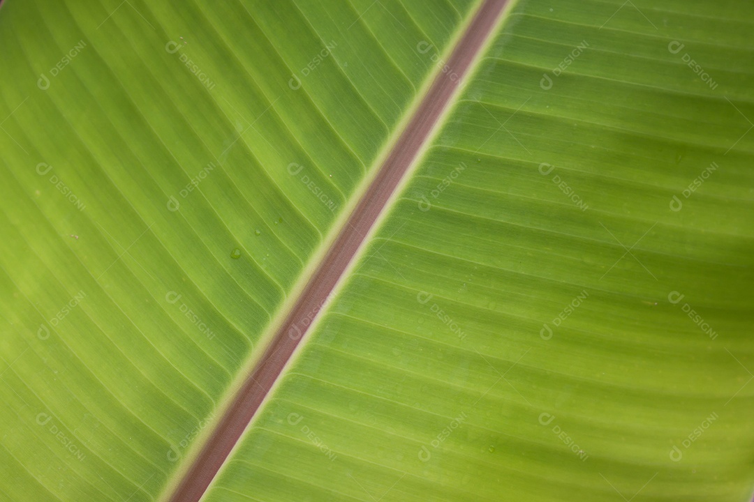 Folhas verdes de bananeira