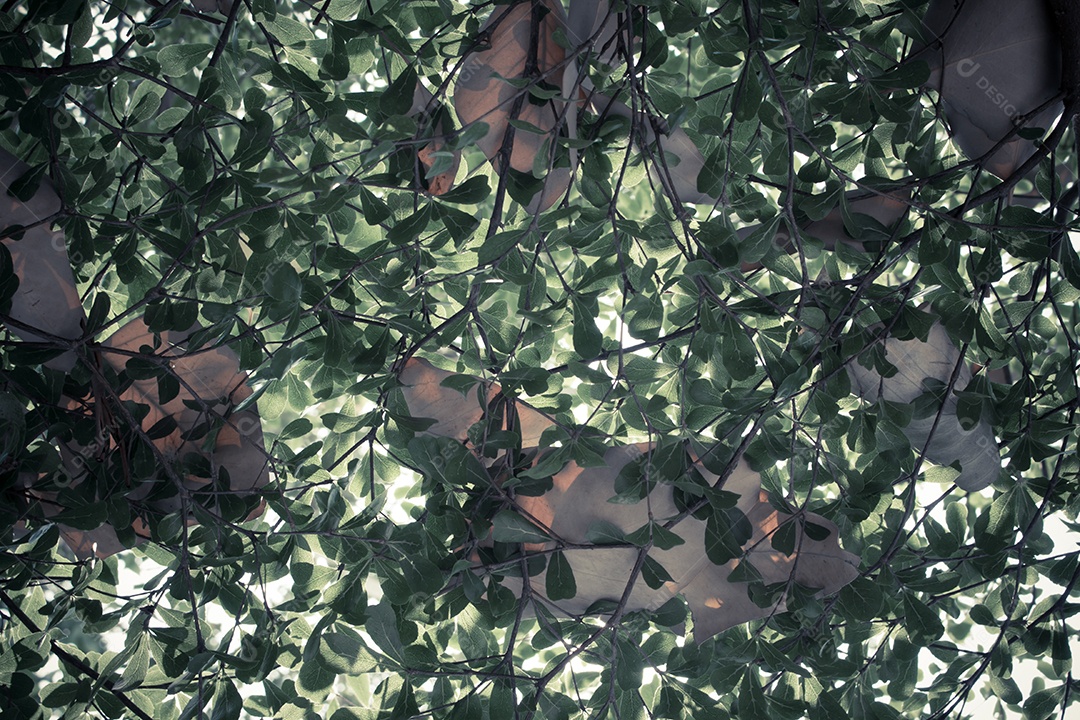 Vista inferior das folhas de fundo e estilo de cor cinza