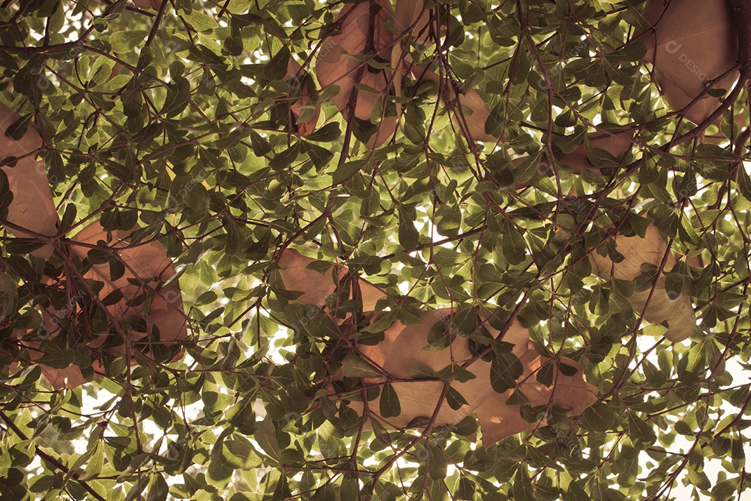 Visão inferior do plano de fundo das folhas