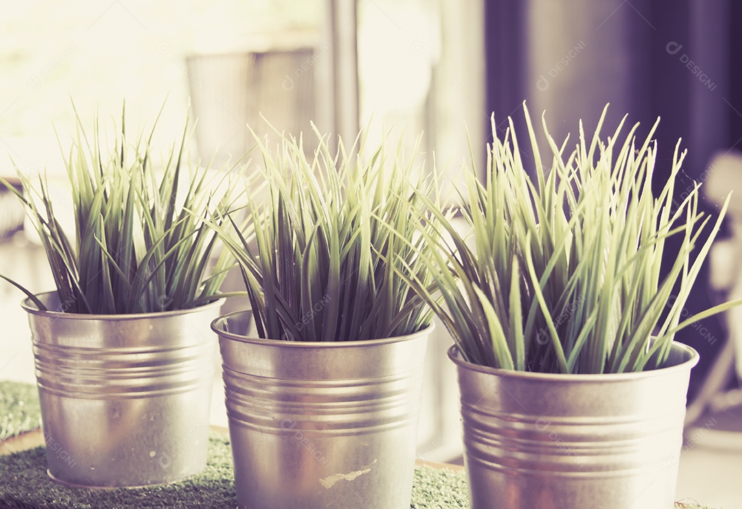Três grama de trigo verde fresca crescendo em pote de concreto.