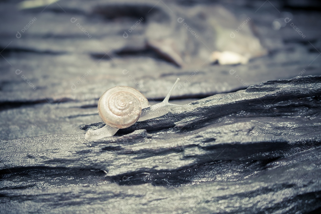 Um caracol a rastejar pelo tronco de madeira