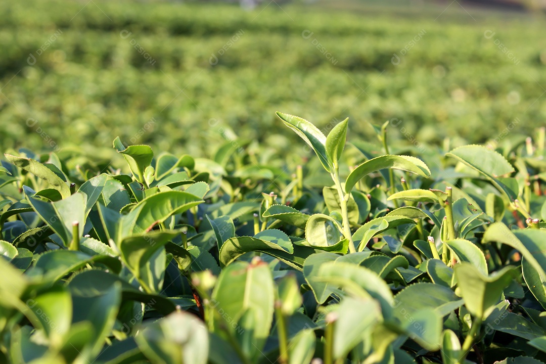 Fundo de folha de chá verde claro Foco selecionado, planta de chá verde