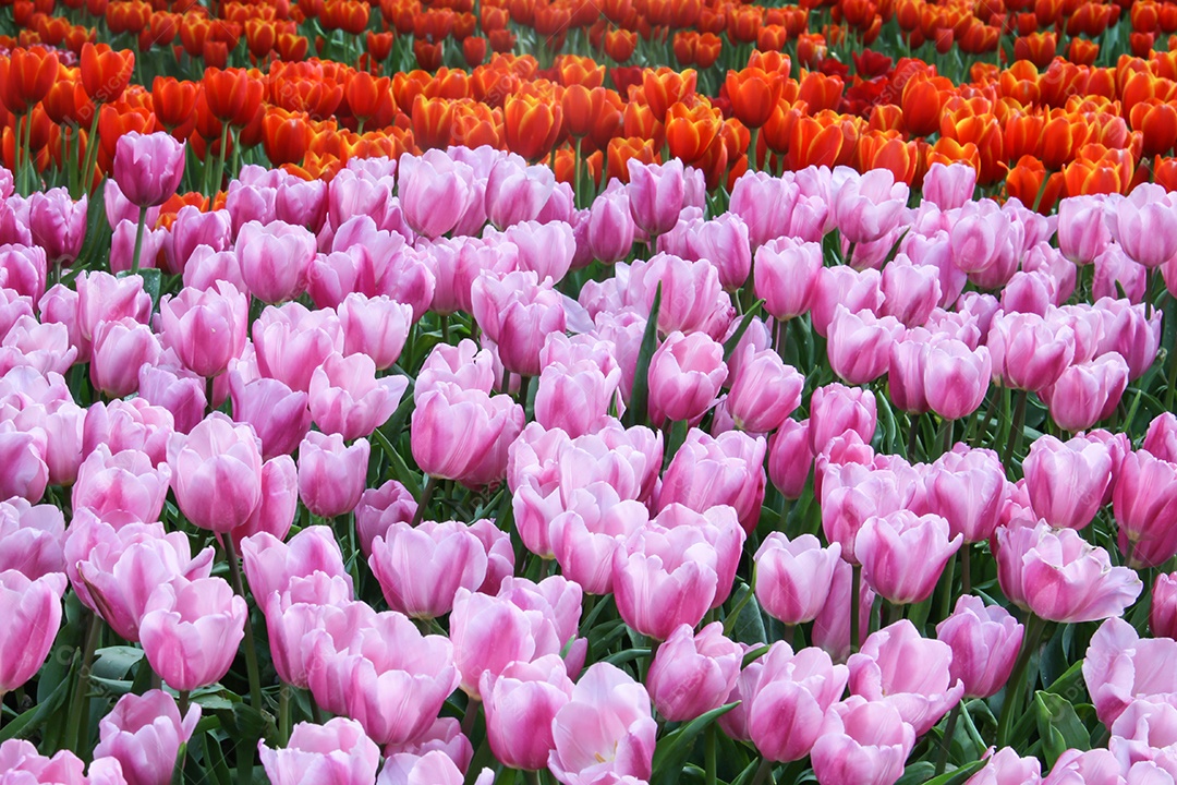 Flor de tulipa vermelha e rosa e fundo de grama verde. flor de tulipa