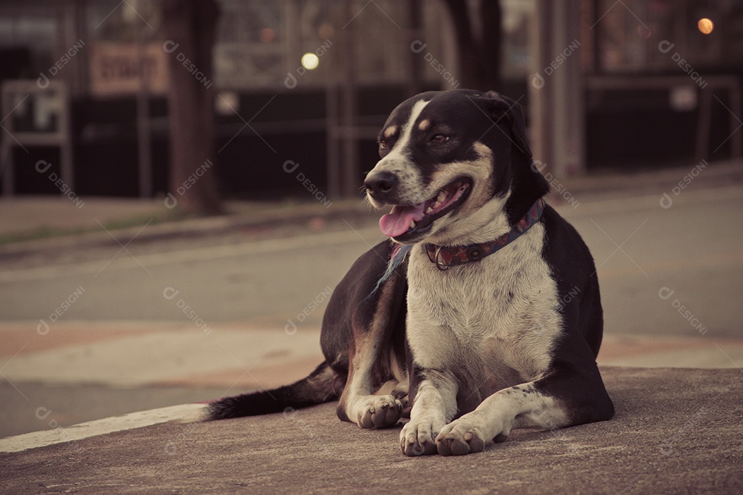 Cachorro tailandês preto na rua com bokeh