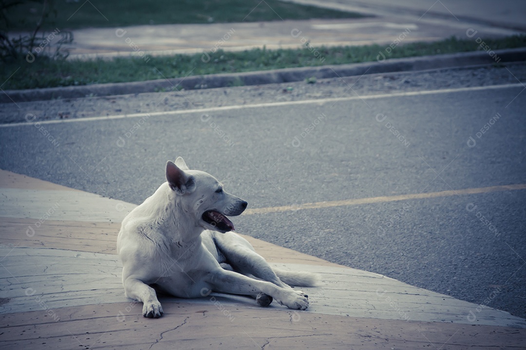 Cachorro sentado e esperando