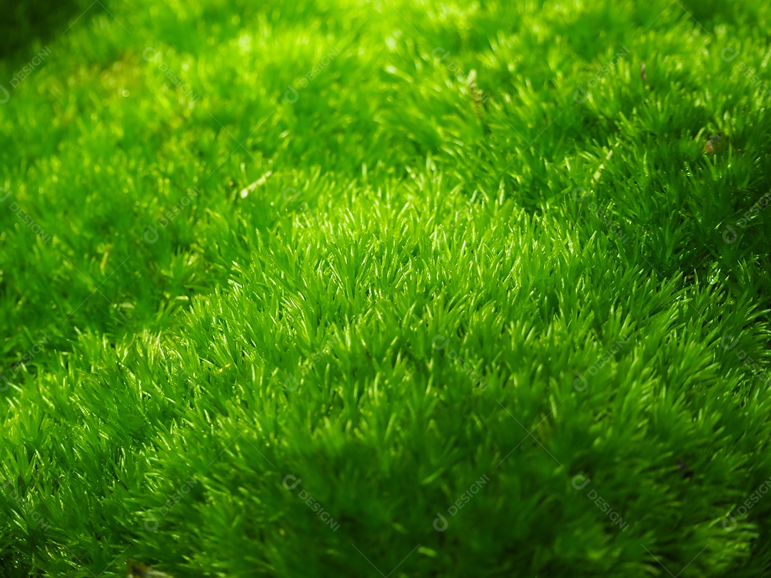 Textura verde do fundo do musgo bonita na natureza