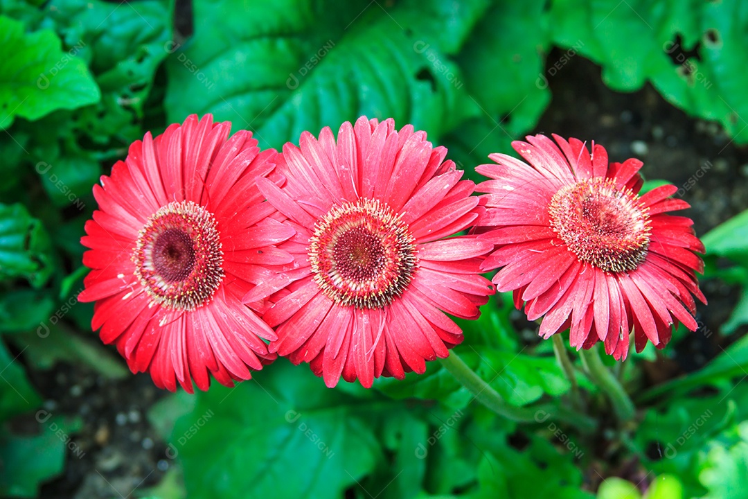 Linda Gerbera vermelha