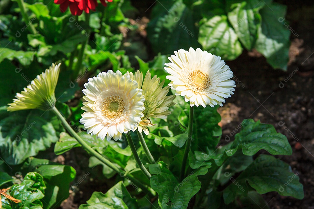 Linda Gerbera branca