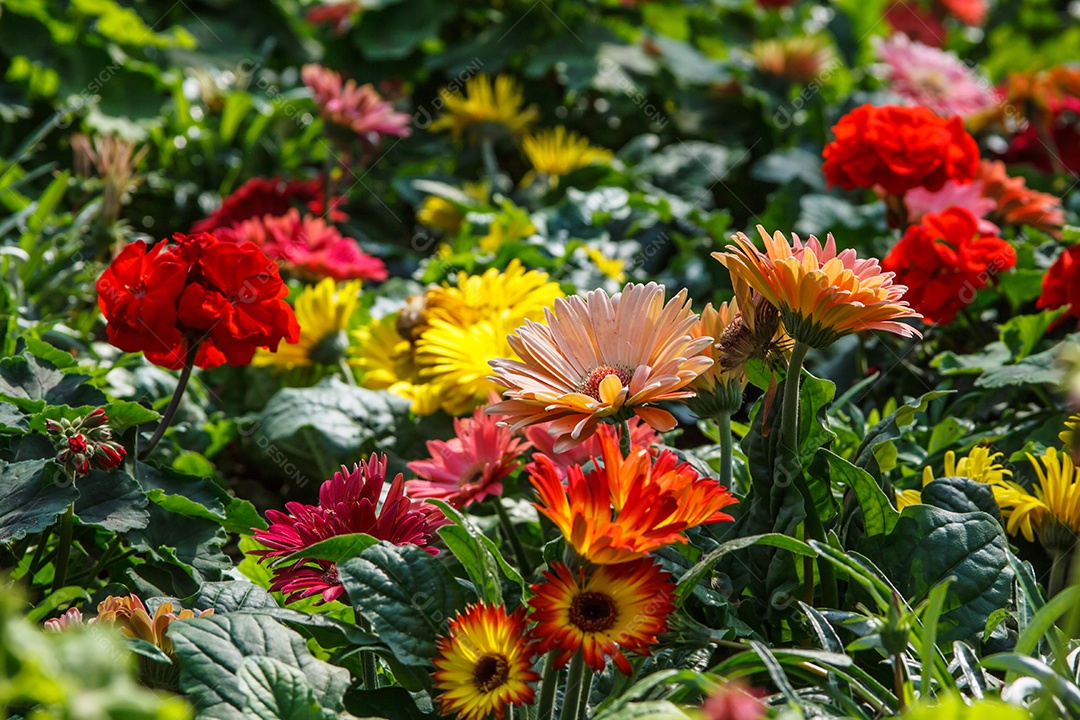 Linda flor da manhã
