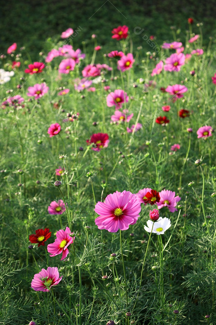 Belo campo de flores coloridas