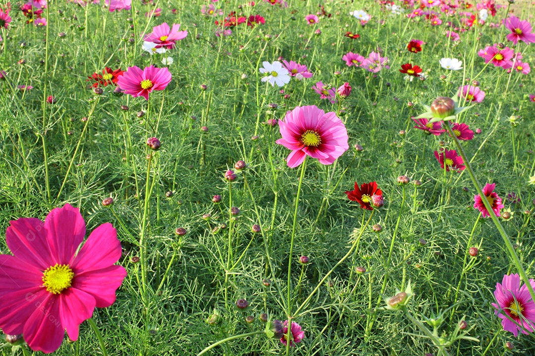 Belo campo de flores coloridas