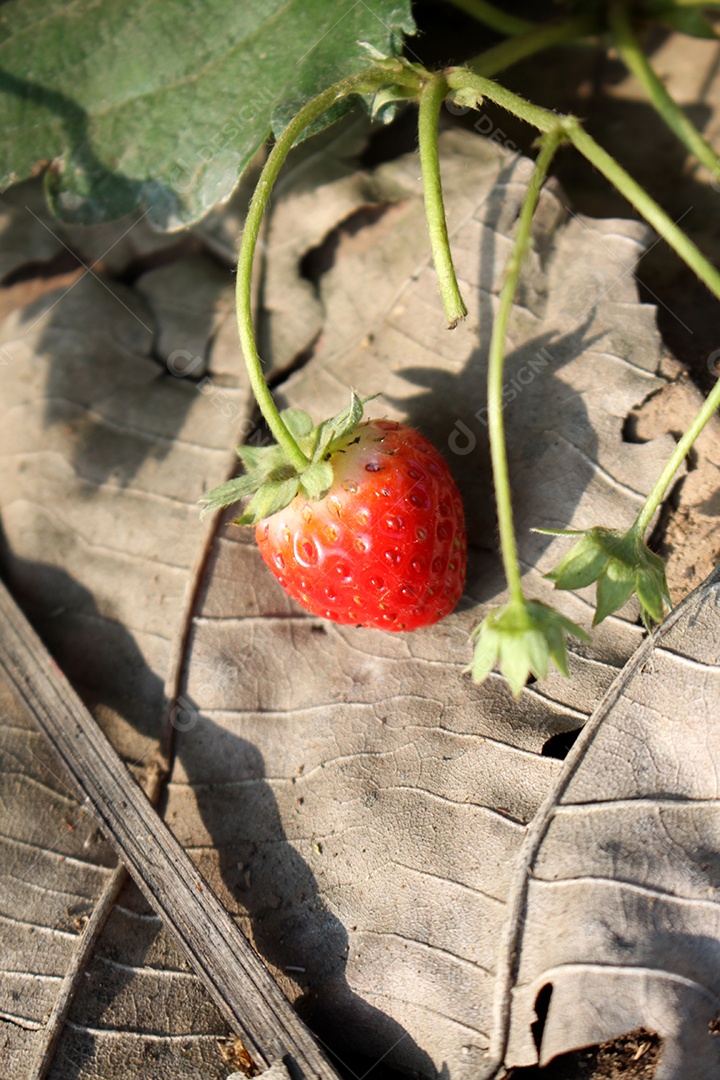 Morangos plantados vermelhos