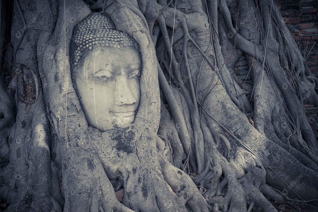 A cabeça da estátua da Buda nas raízes da árvore no templo de Wat Mahathat