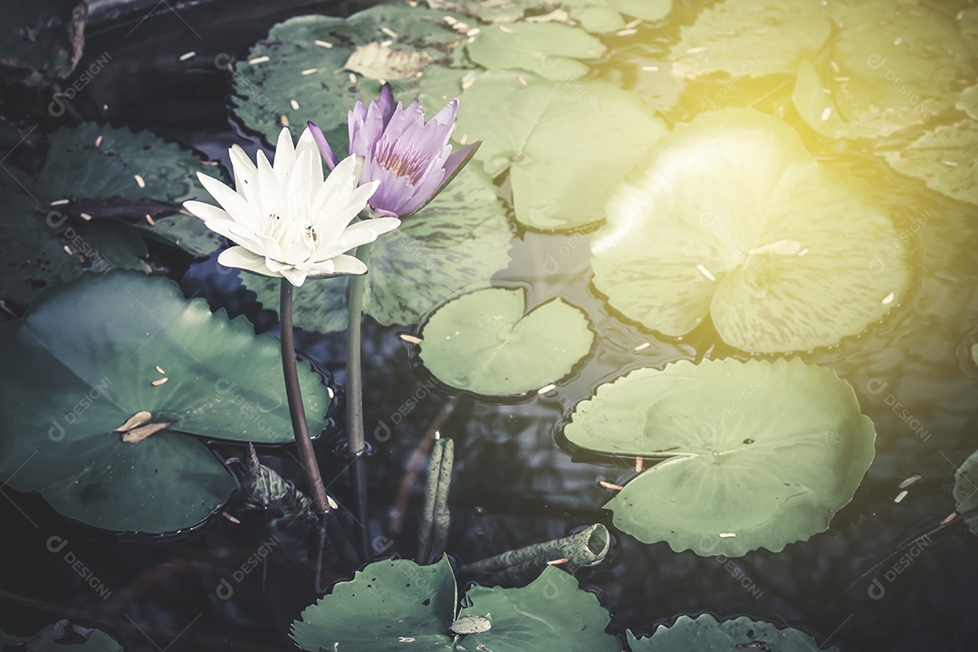 Flor de lótus branca e roxa com nascer do sol na piscina
