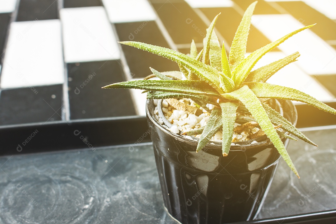 Cactus no fundo da mesa preto e branco