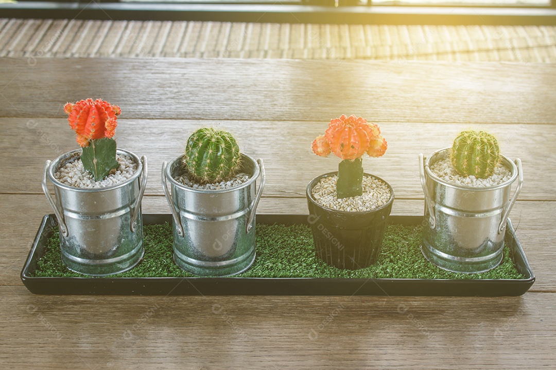 Cor vermelha e verde do cacto no fundo de madeira