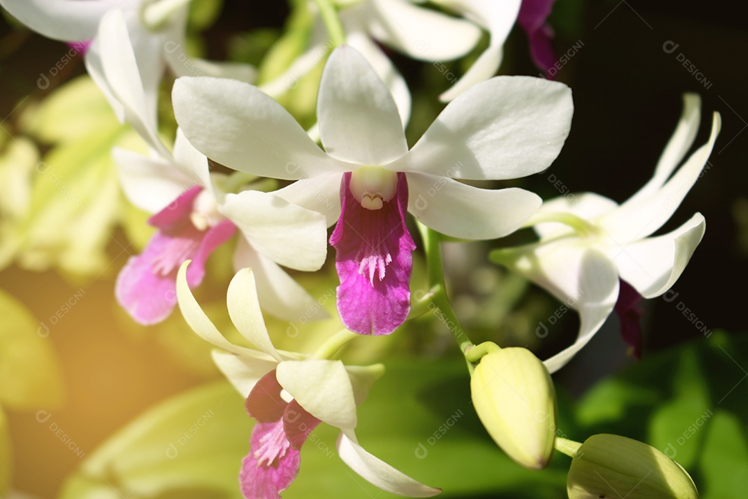 Flor branca orquídea borboleta