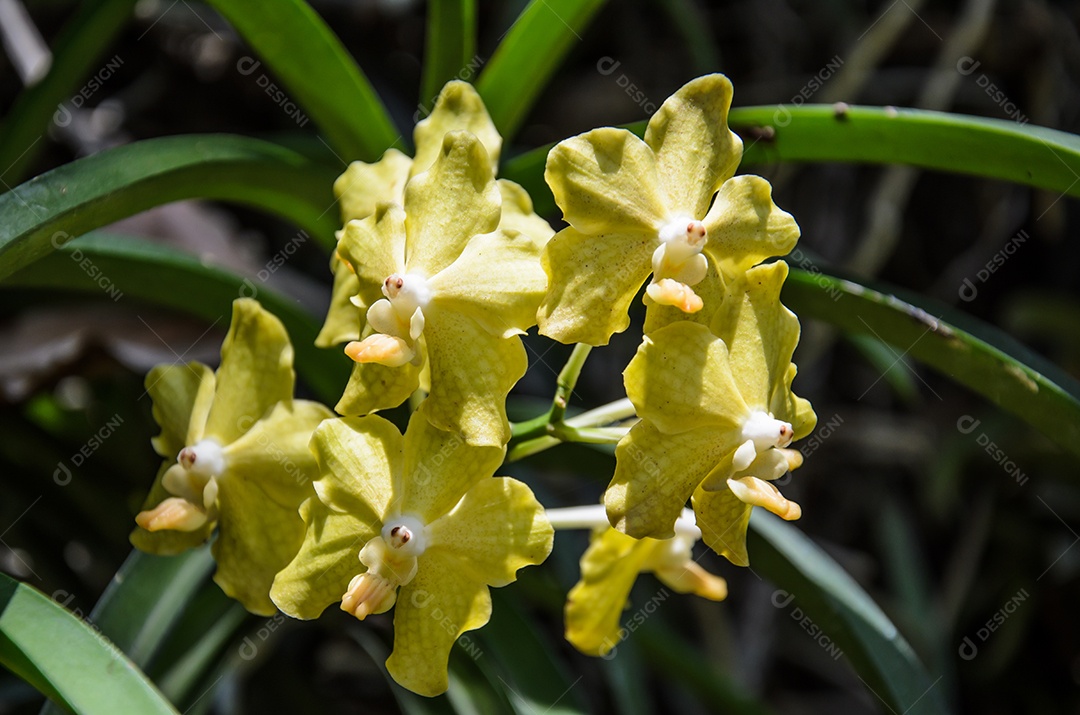 Lindas orquídeas amarelas de perto