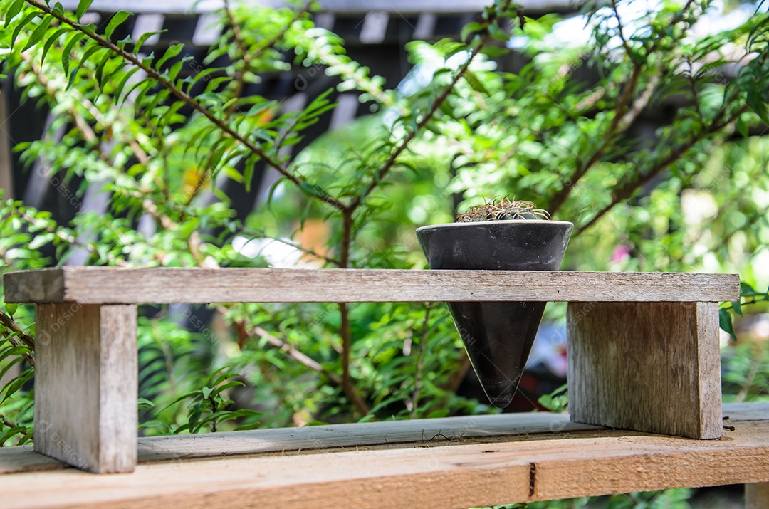 Cactus pote com um cone