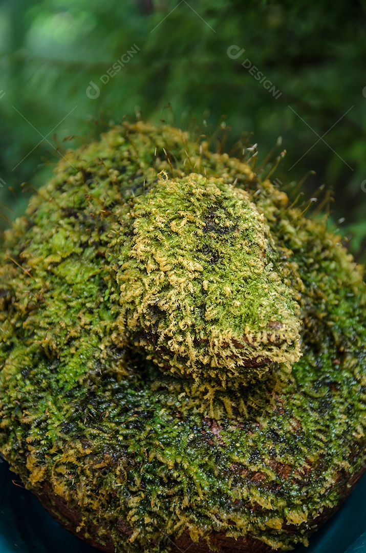 Fundo de musgo verde