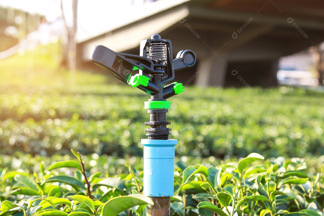 Springer de água em jardins de chá verde com nascer do sol